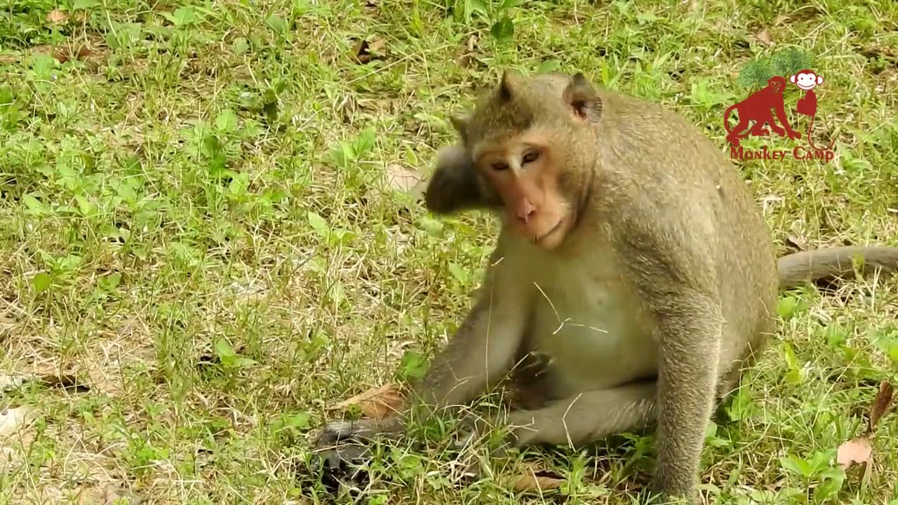 Amazing monkey fight, Lovely baby monkey eat lotus, Monkey Camp part 1815