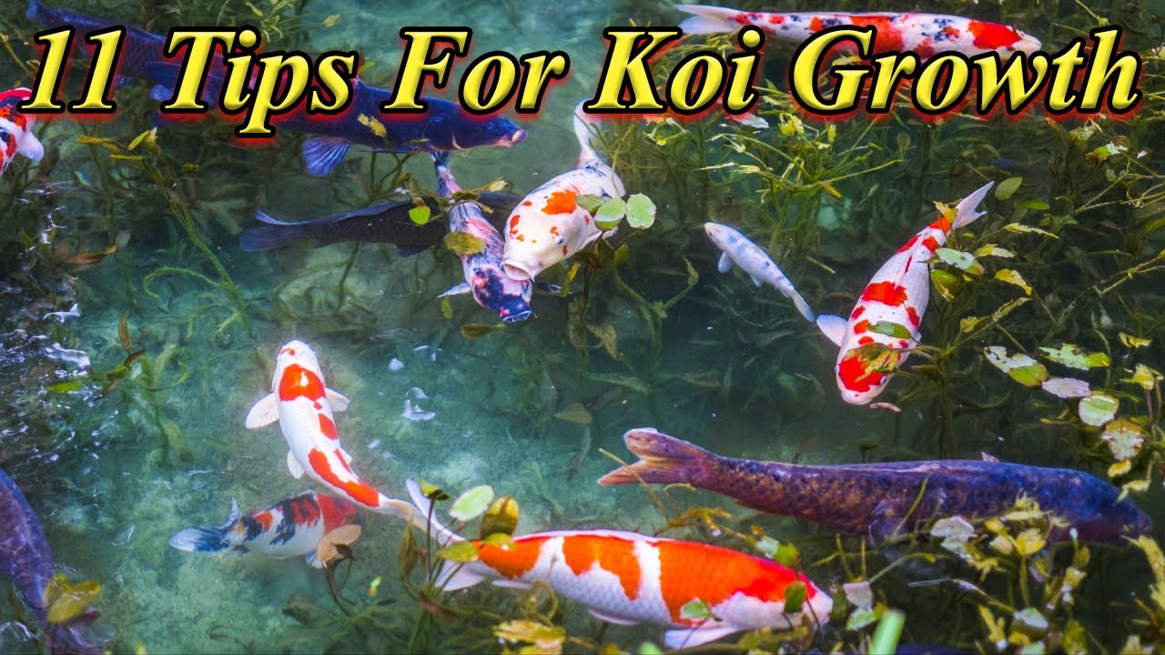 11 Tips To Make Koi Fish Grow Faster!.. Best And Easy Tips For Color!...  / Fish Aquarium Tamil