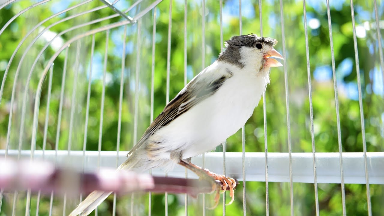 Canary singing - Most Spectacular Video Training-Make your canary singing like champion!