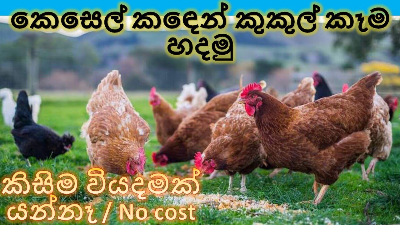 12.කෙසෙල් කඳෙන් කුකුල් කෑම හදමු /Let's make chicken feed from banana stem@danuma9