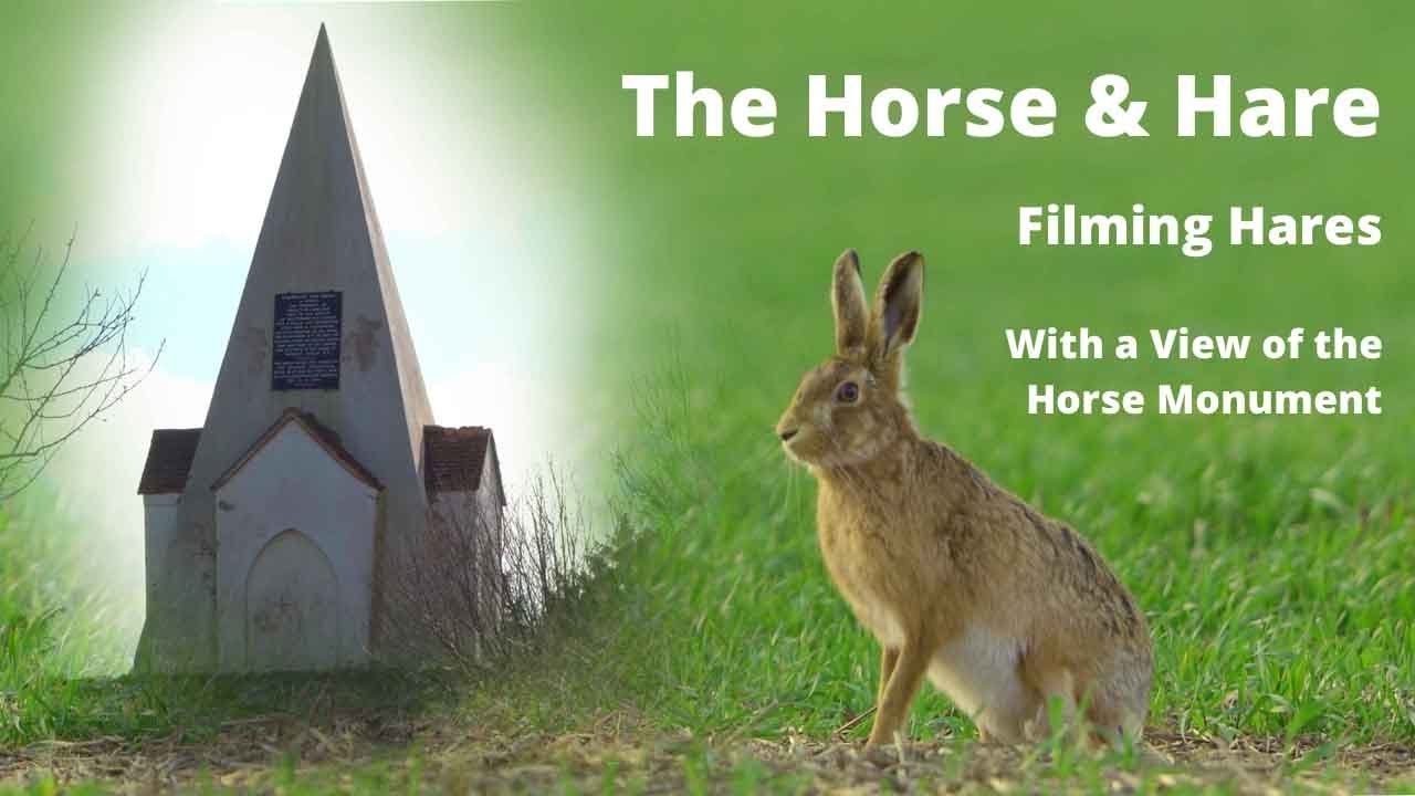 Hares in early spring at Farley Mount Hampshire.
