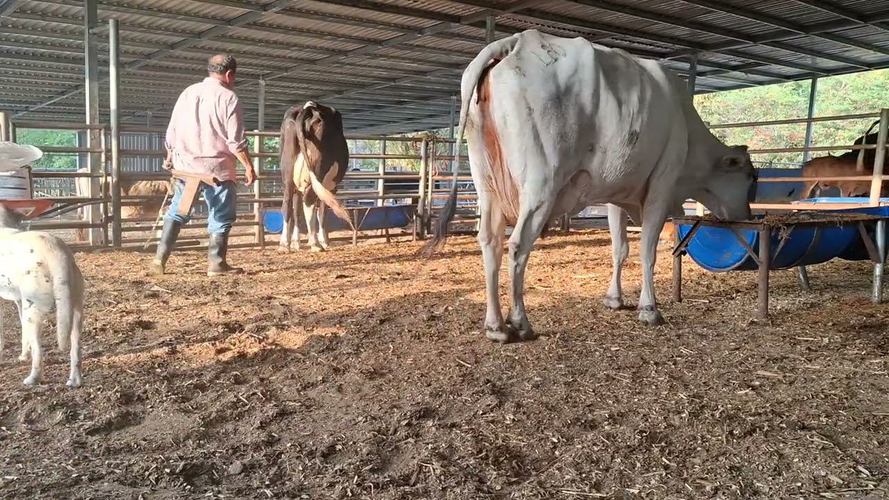 Ordeñando las vacas 