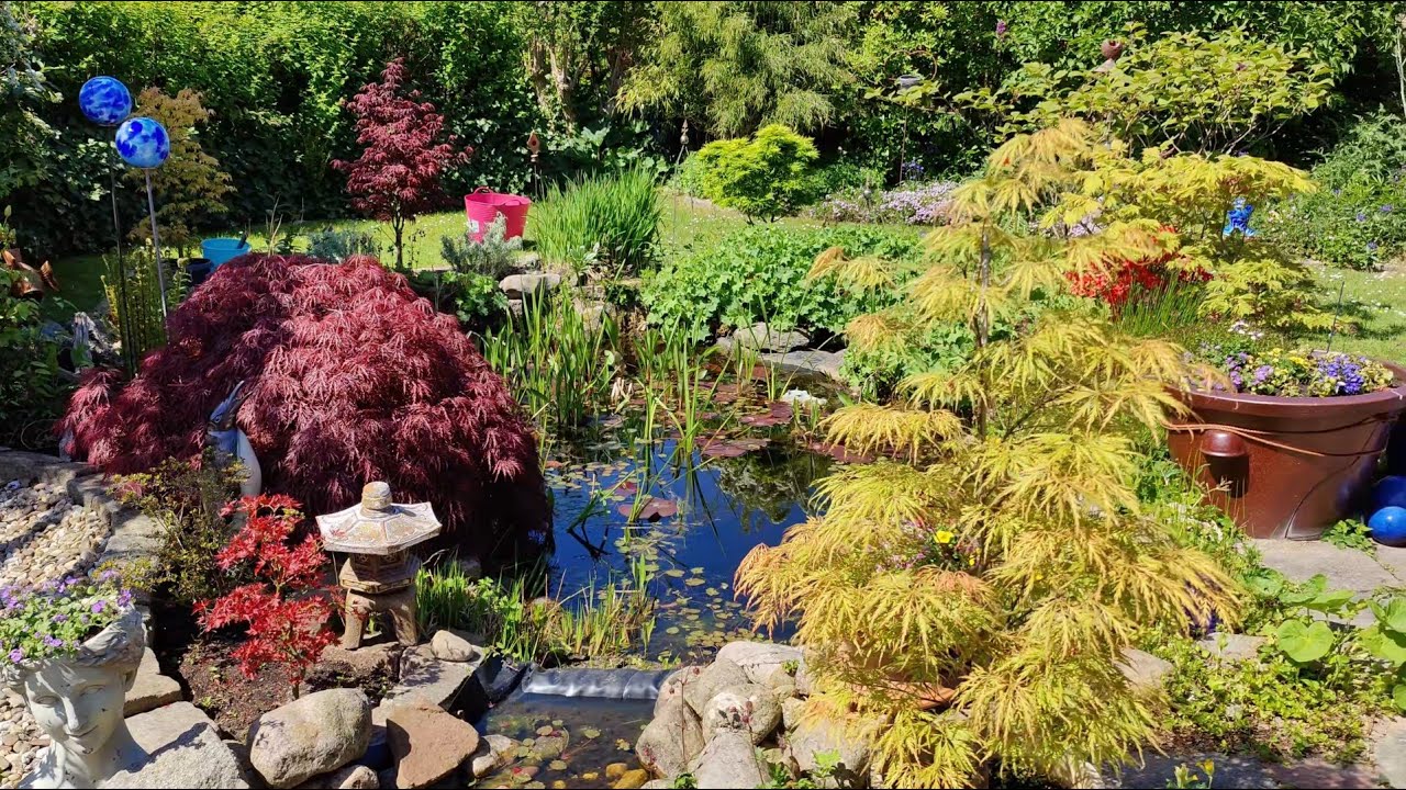 Japanese Maples - May Garden Walk '25 - New Maple - Acer Palmatum Yugure