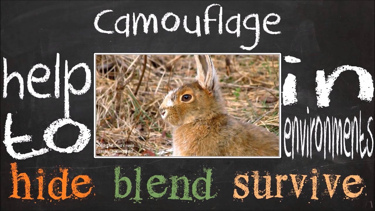 Animal Adaptations - REPOST
