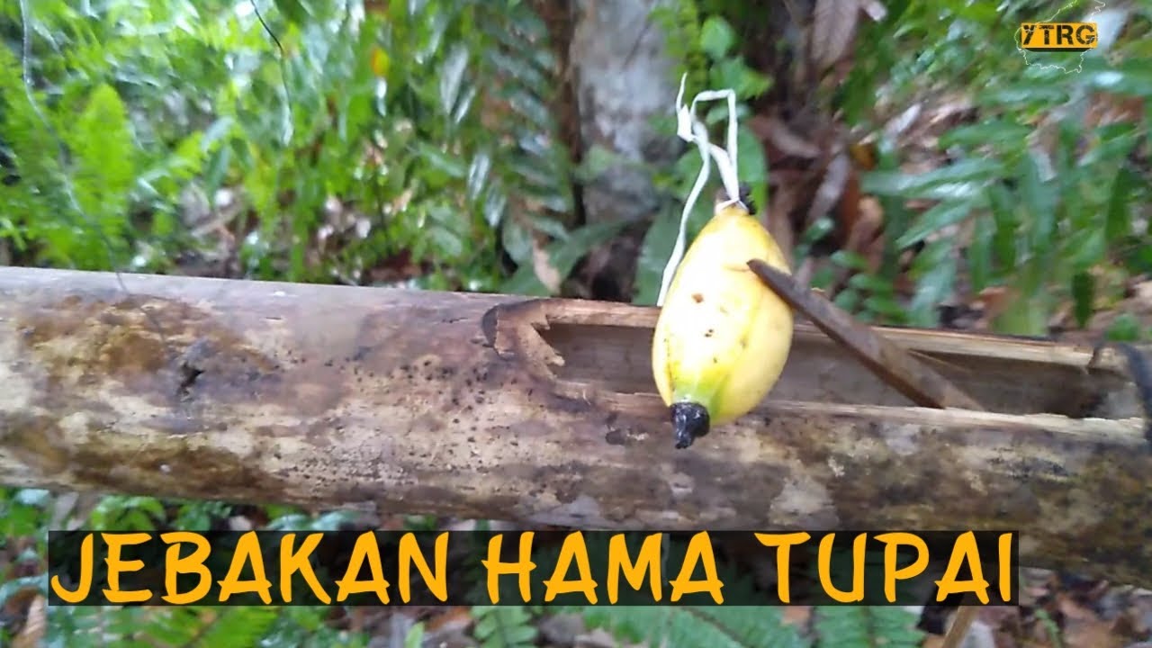 Jebakan hama tupai menggunakan bekas tali rem motor || berikut cari nya !!