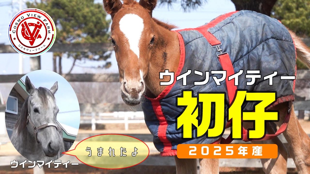 【仔馬】ウインマイティーの初仔（父スワーヴリチャード）【ウインマイティーの25】～飲む、寝る、走る！～【サラブレッド】