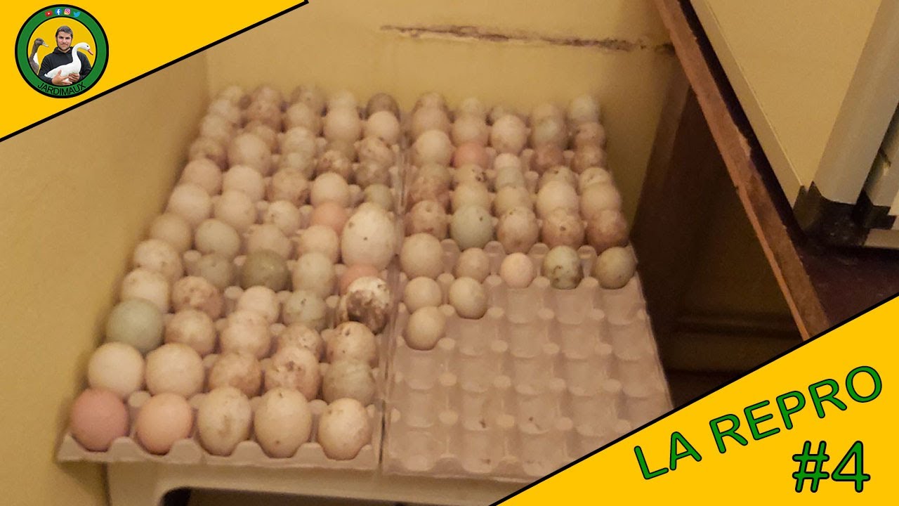 LA REPRODUCTION 2021 | ÉPISODE 4 | PREMIÈRE MISE EN INCUBATION !