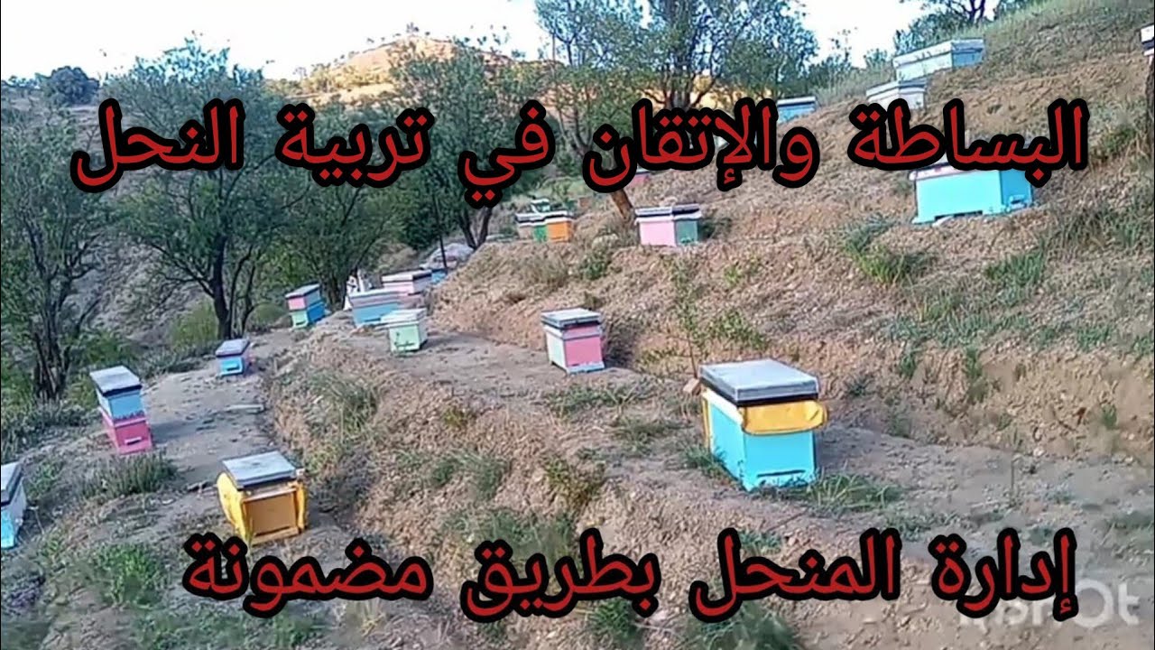 تربية النحل ببساطة وإتقان #تقسيم_النحل#تنميه_مهارات#تنمية_المنحل