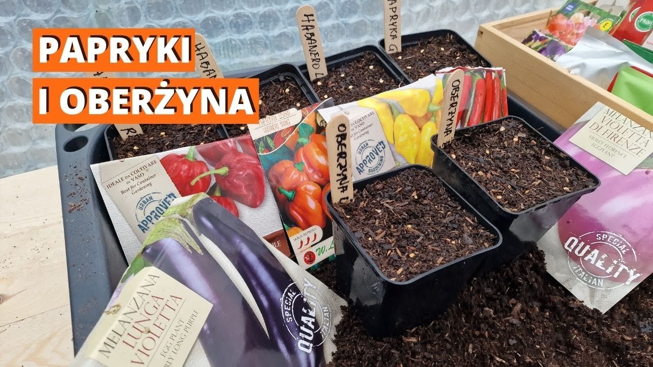Dobry czas na wysiew papryki i oberżyny na rozsadę.