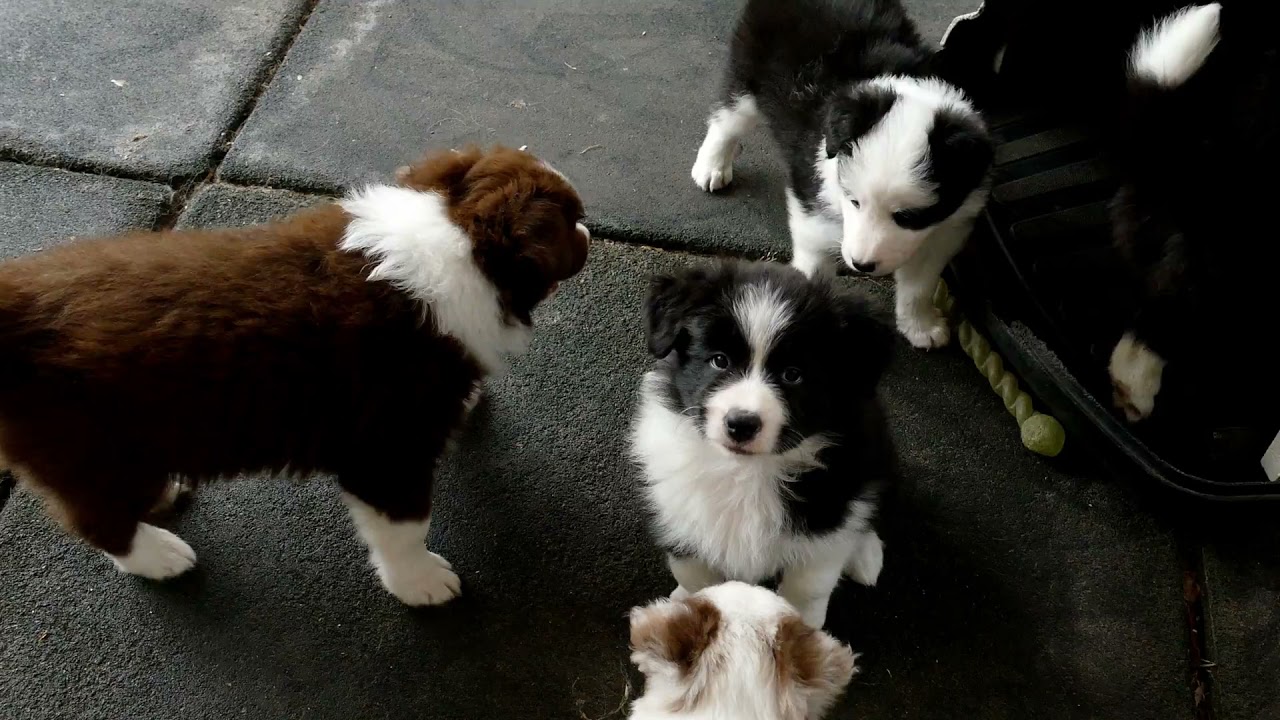 Border Collie Cachorros - Variedad de colores