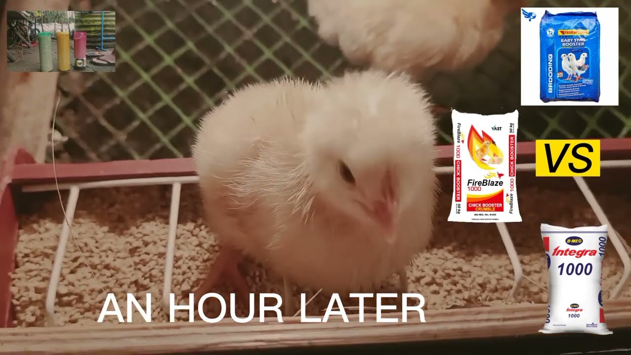 1ST EPISODE: Anong Feeds Ang Mainam? (INTEGRA 1000 vs BABY STAG BOOSTER vs FIREBLAZE 1000)
