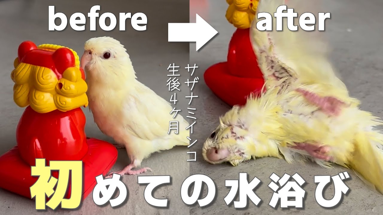 ミストで初めて水浴びさせたら超喜んだ！【サザナミインコ】