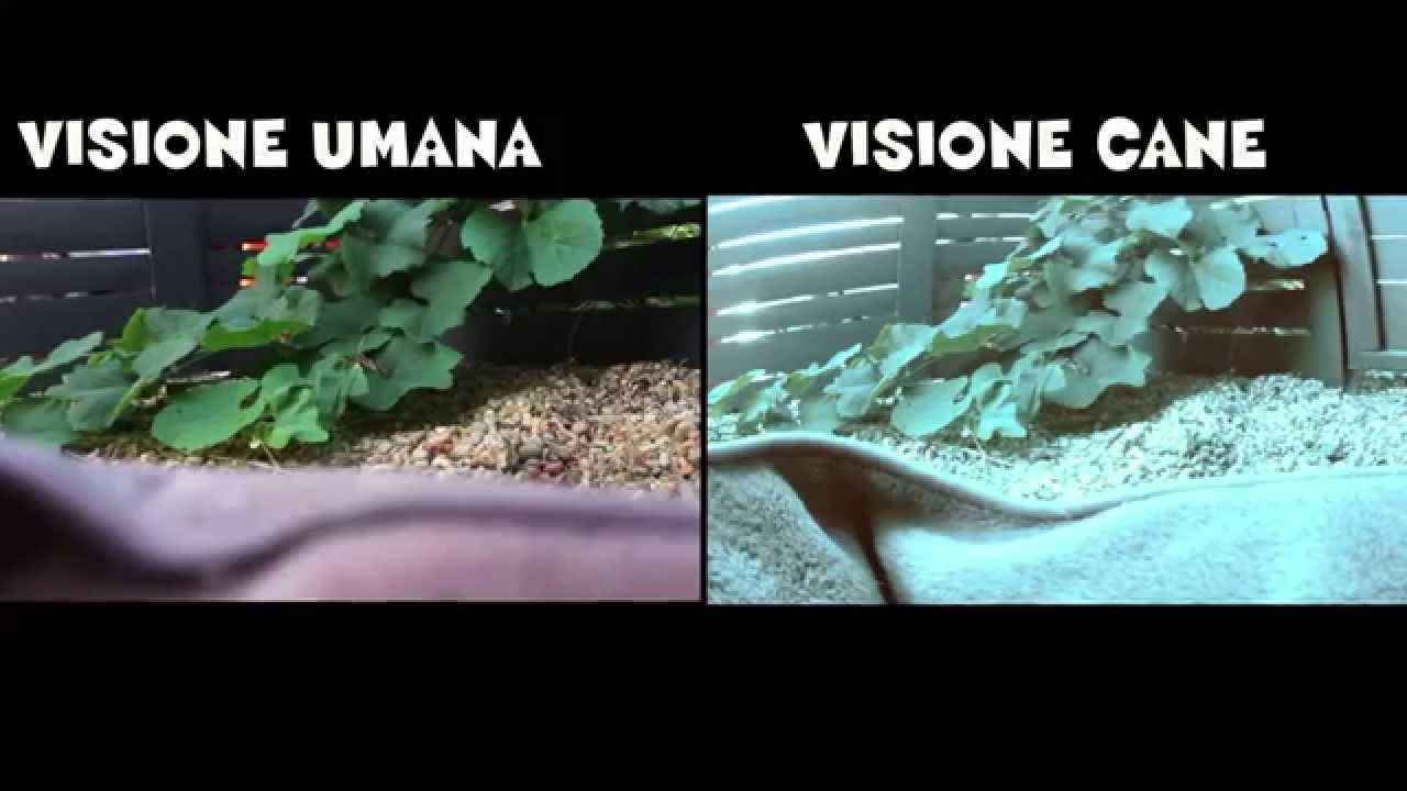 Il mondo visto con gli occhi degli animali