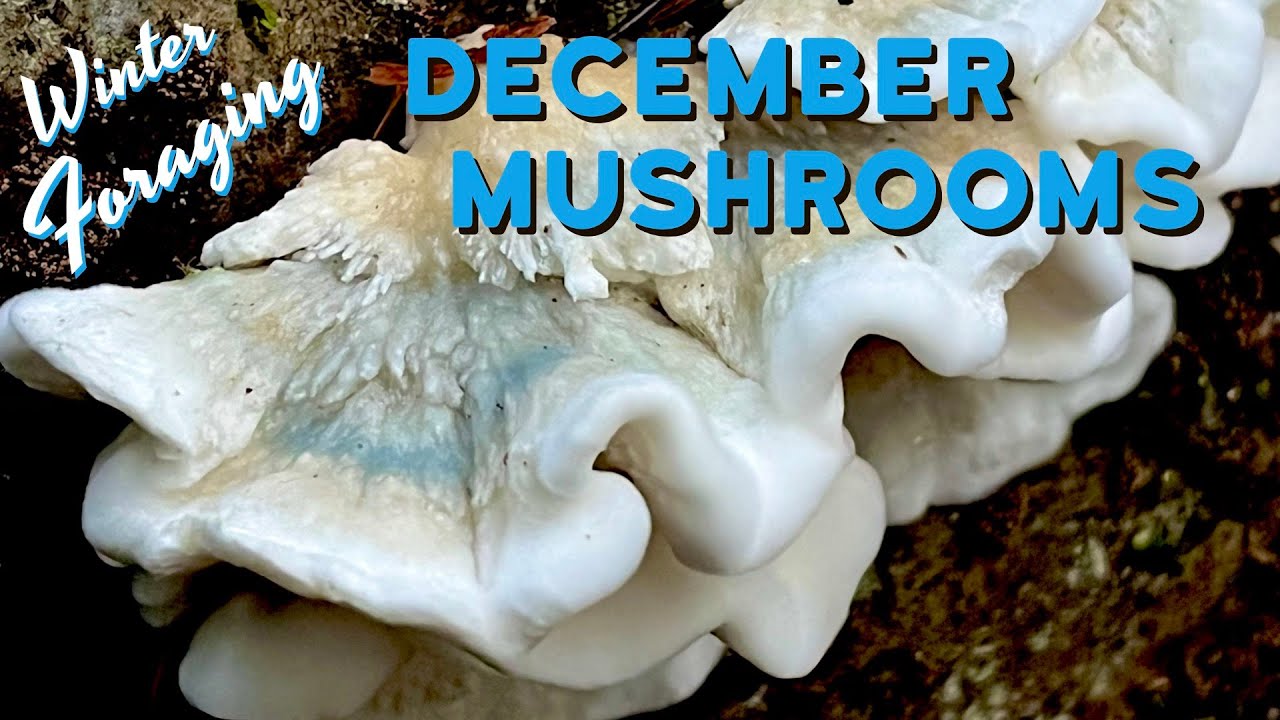 December Mushrooms - Foraging Turkey Tail, Golden Chanterelles, Tricholoma equestre & More!