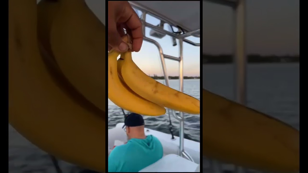 This is what happens when you bring a BANANA on a fishing charter boat!!
