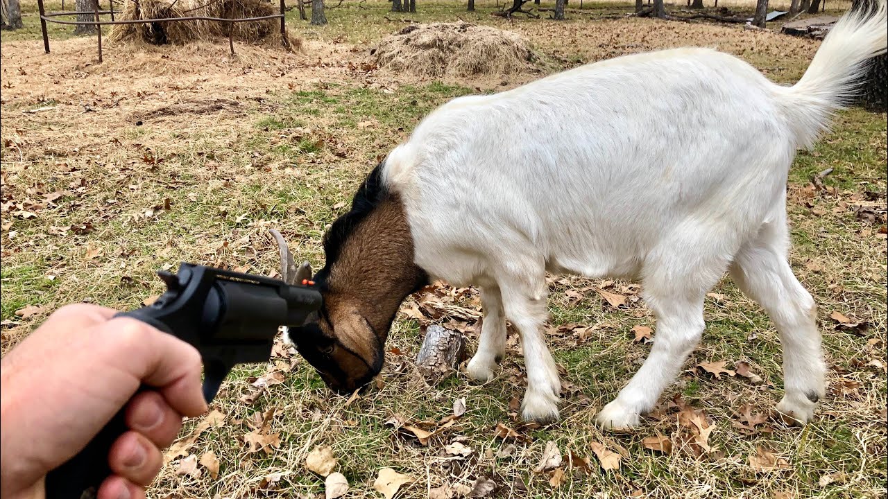 The Truth About Where Our Meat Comes From! Butchering the GOATS