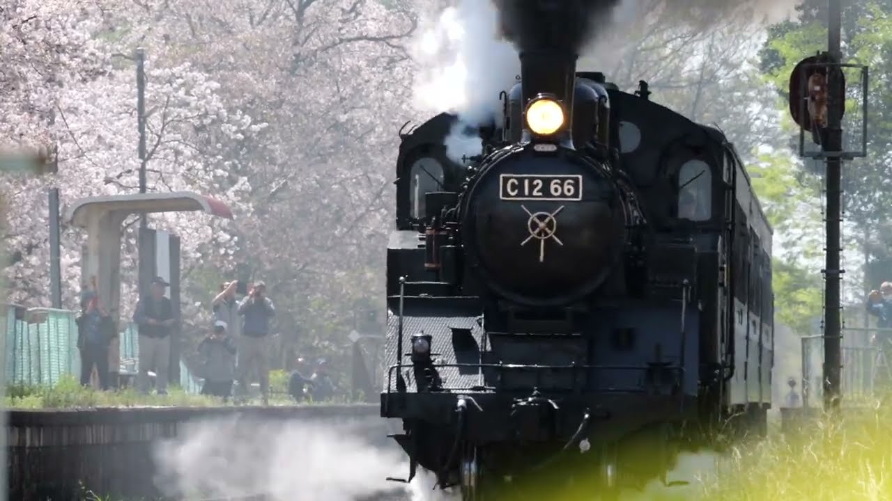 【2024桜🌸真岡鉄道】「SLもおか」桜と菜の花の季節 [Moka railway] Steam locomotive class C12 'SL Moka' in spring 2024.