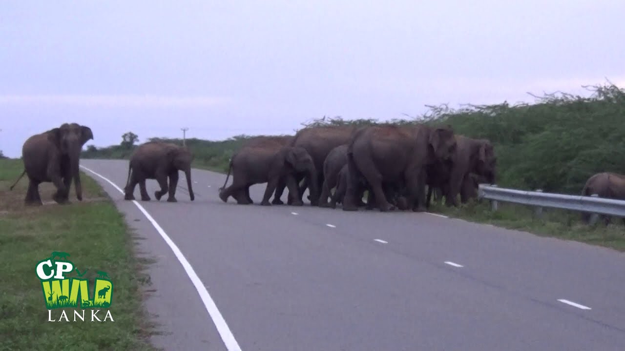 An elephant corridor blocked by a High Way. | Group Of elephants Stops Traffic to Cross Road