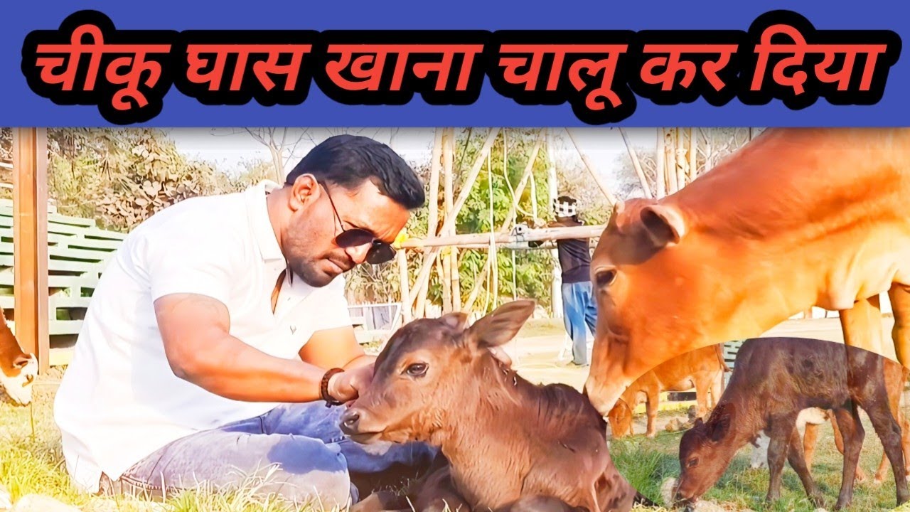 आप चीकू घास खाना चालूकर दिया 😳🐄🙏 #vlog#trending #viral #maa#jaimatadi