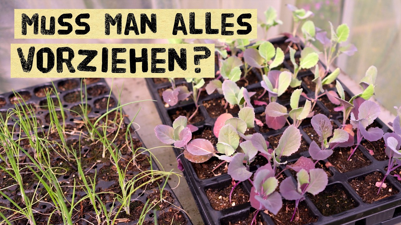 Zu wenig Platz zum Vorziehen? Warum Direktsaat oft die bessere Wahl ist!