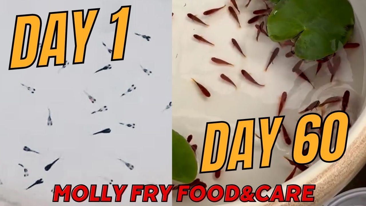Molly Fish Growth Day By Day