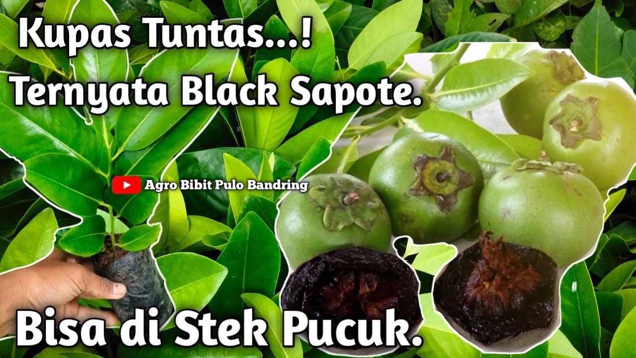 TERBONGKAR.!! ternyata Black Sapote bisa di stek pucuk..!!