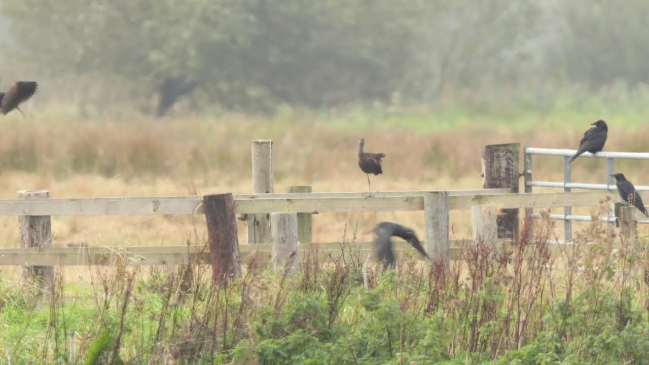 Glossy Ibis - two birds - Lancashire - October 2025.