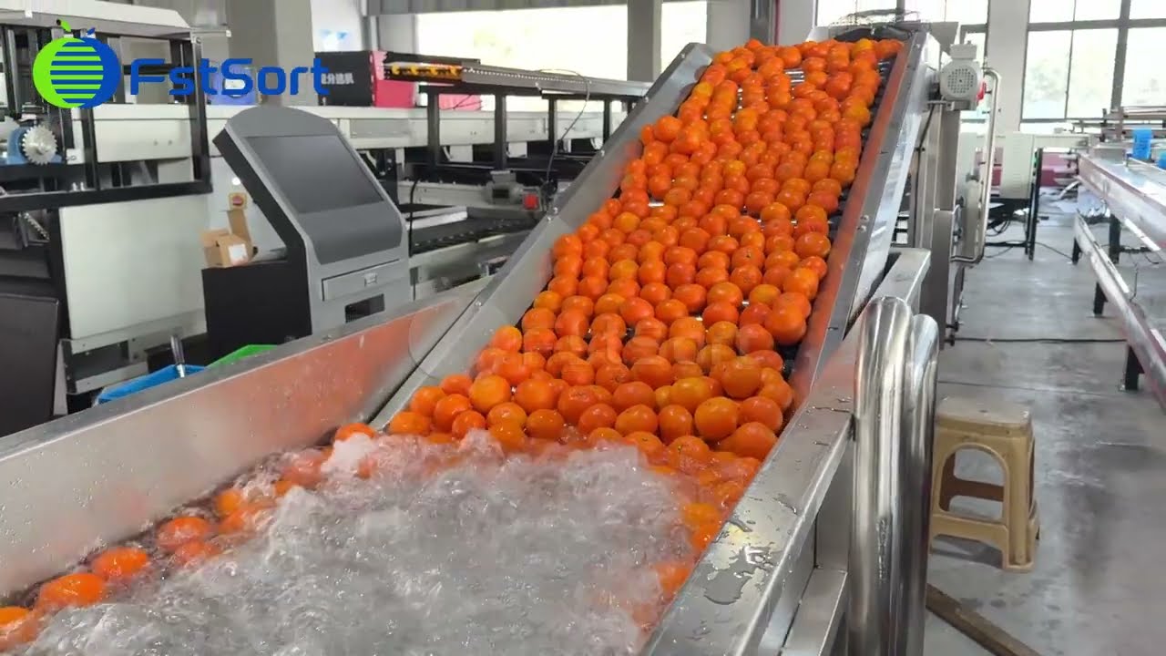 Citrus Washing Drying Weight Sorting Machine &ndash; Full Processing Line