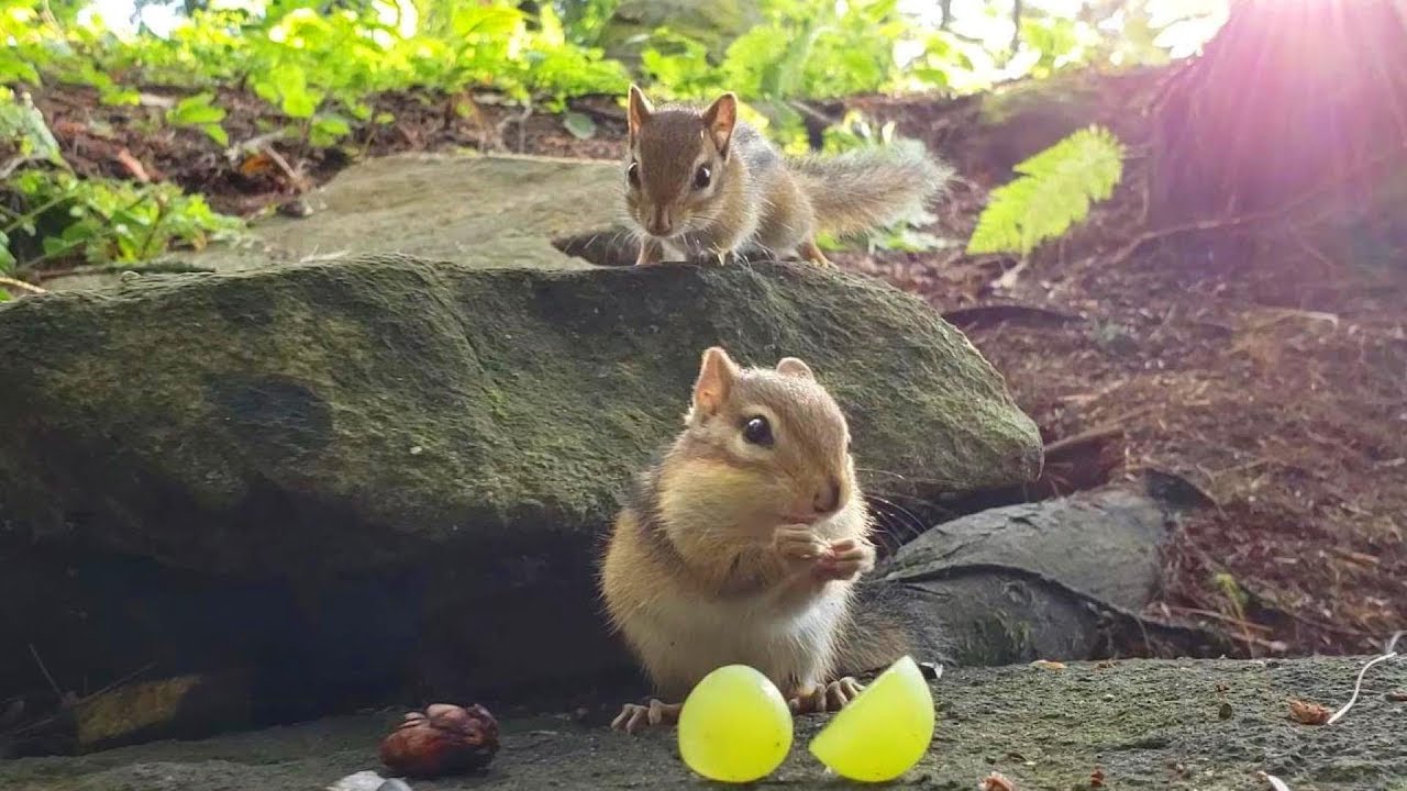 호두가 정말 맛있는 아기 다람쥐들 Baby Chipmunks Really Enjoy Tasty Walnuts!