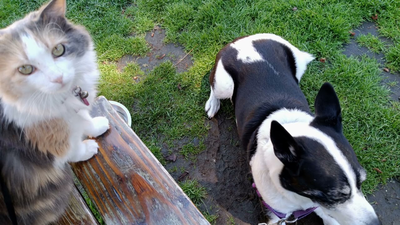 Slideshow: Lily & Pearl’s Adventures… with a Fritz Cameo