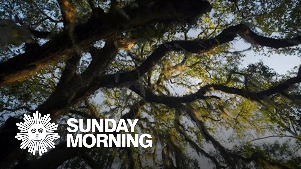 Nature: Jekyll Island&rsquo;s live oaks