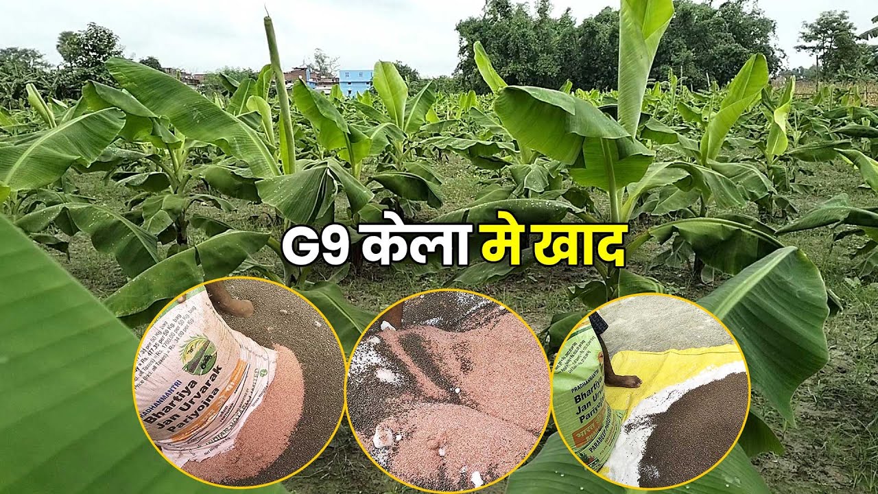 G9 केले में कौन सा खाद डालें जानिए | Kele Ki Kheti | Banana farming Kushinagar Up😱❗