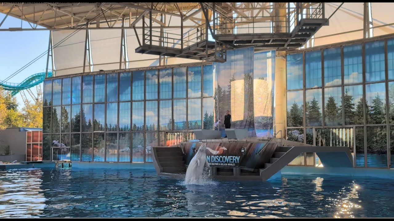 Ocean Discovery at SeaWorld San Antonio | Beluga Whales & Dolphins Show | Nov 10, 2024
