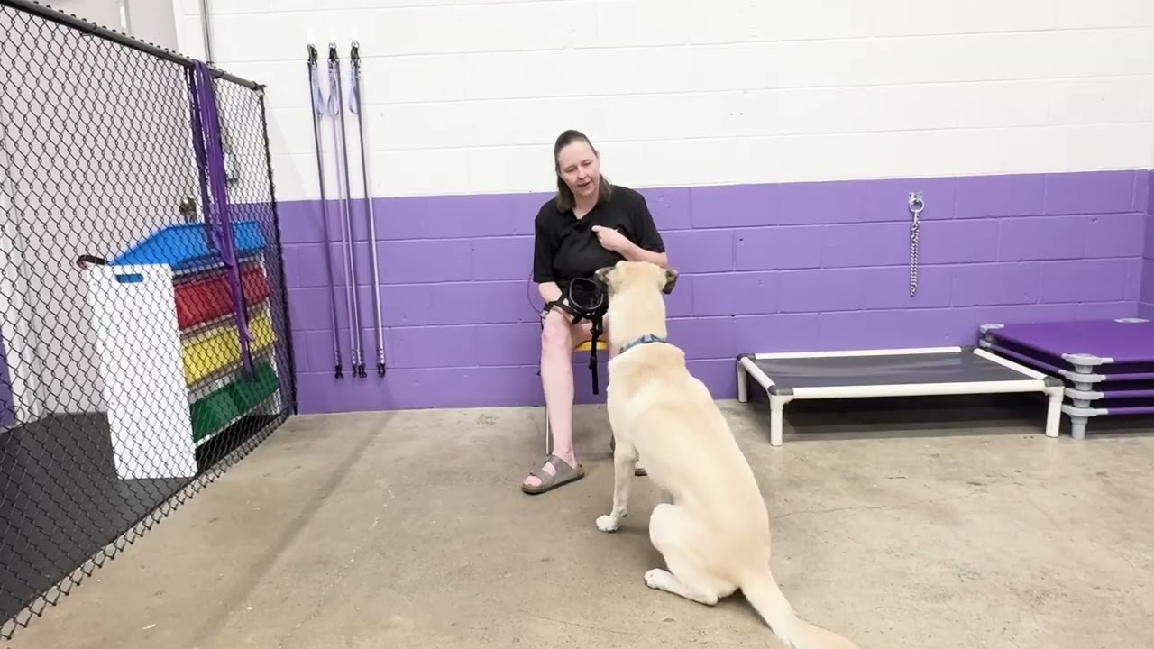 Muzzle Training