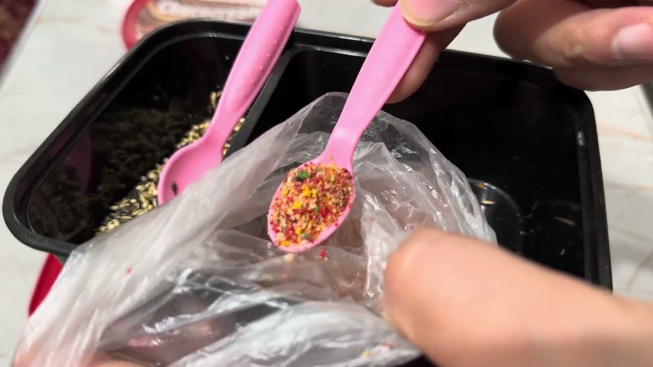 Kanarekani oziqasi va moda nari farqlash qoshish va kokil norchilani moda narlani ajratish