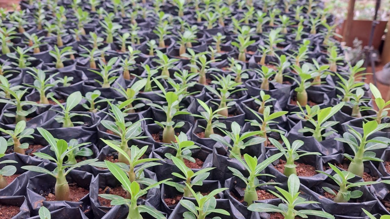 como eu planto meus bbs de RD.Meu substrato simples que funciona. #Rosa do deserto # bbs RD#.
