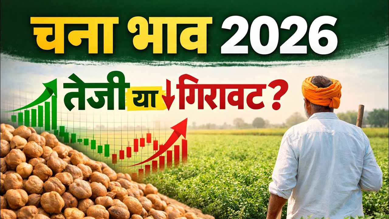 चना भाव 2026📈 तेजी या 📉 गिरावट? #viral 