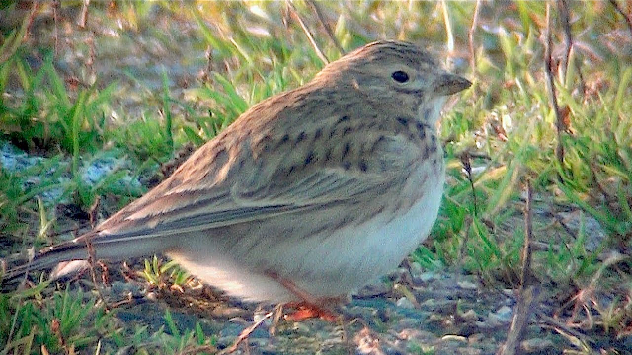 Lesser Short-toed Lark (Calandrella rufescens, pikkukiuru) 8.11.2020, Itikka, Iisalmi, E Finland