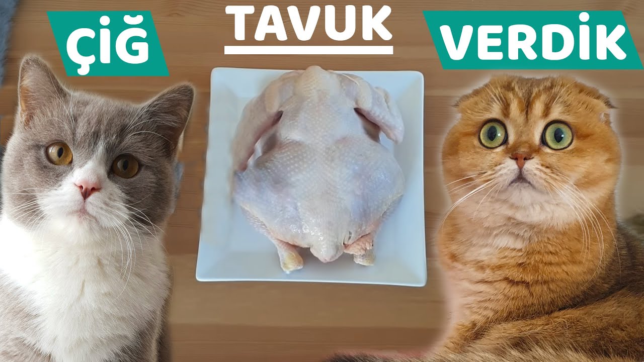 TÜM TAVUK VERDİK (Kedilerimize Çiğ Et Verdik)
