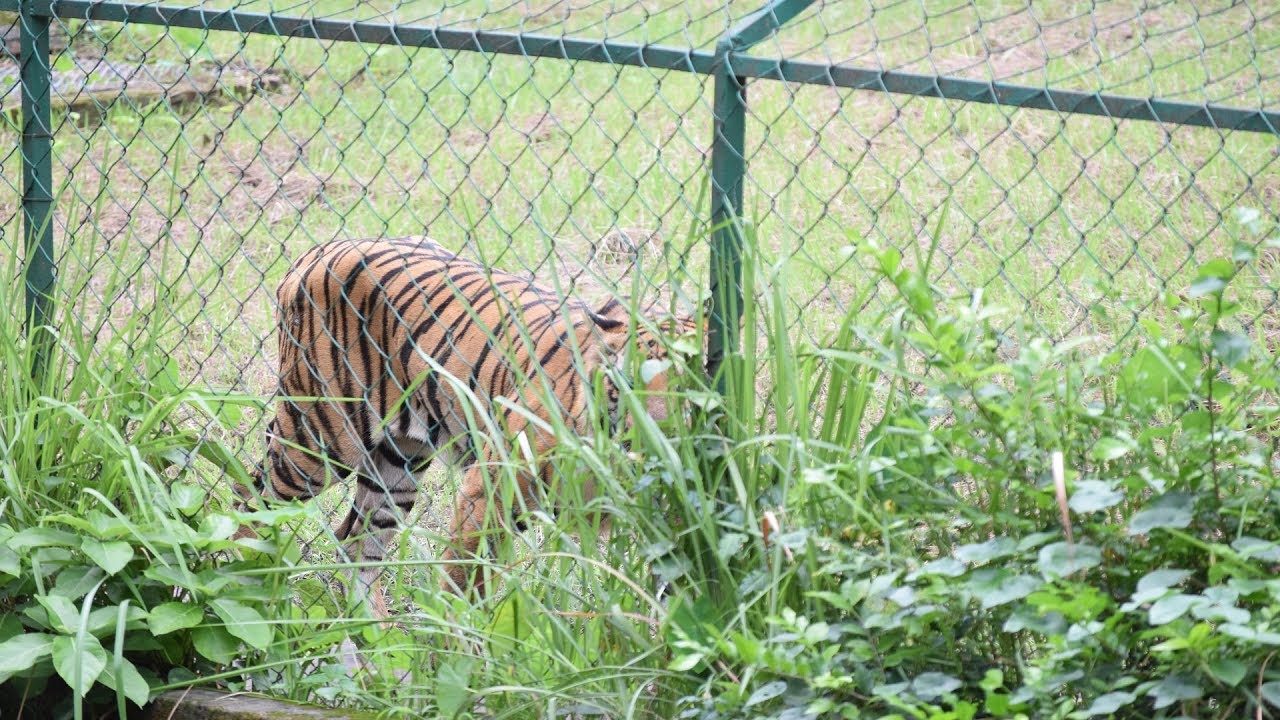 Royal Bengal Tiger at Alipore Zoo | Tiger Are Returning | My Bengal