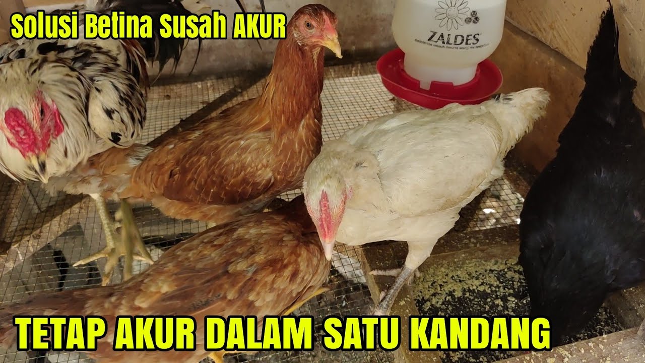 Agar Indukan Tetap Akur dan Tidak Bertarung Meskipun Dalam Satu Kandang