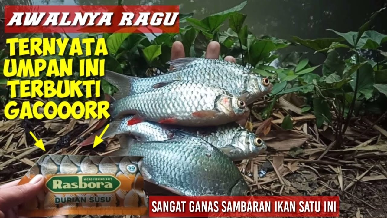 Mancing jadi mudah dengan umpan ini!!! Mancing ikan wader sirip merah pakai umpan rasbora duriansusu