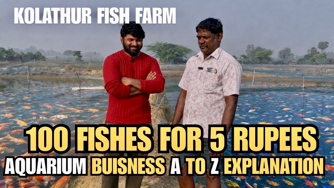 ₹5க்கு 100 மீன்கள் வாங்கலாமா? 😲 | Kolathur Fish Farm Chennai Wholesale Vlog | Swetha fish farm