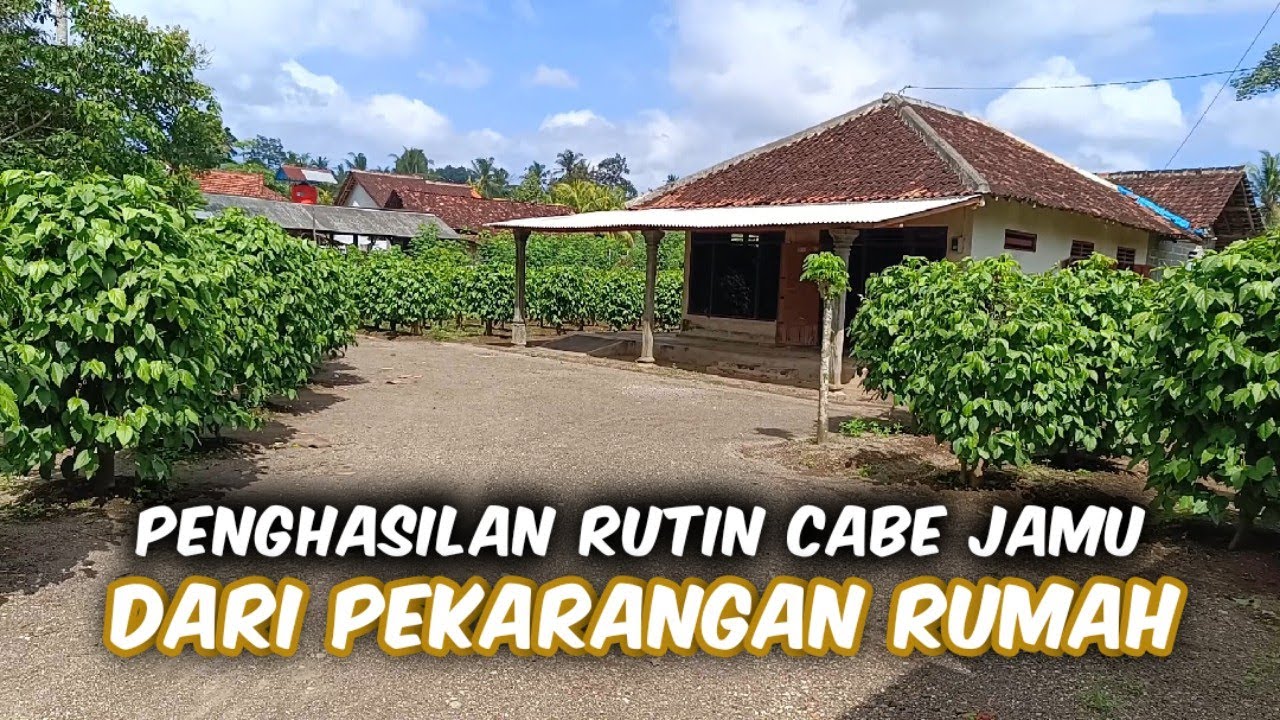 Cuan Dari Pekarangan Dengan Cabe Jamu‼️Panen Tiap 2 Minggu, Penghasilan Diatas UMR
