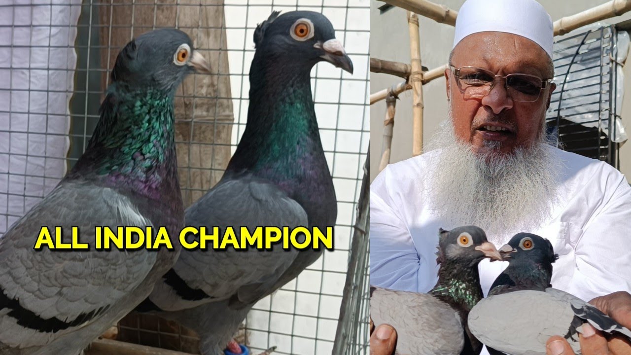 ALL INDIA CHAMPION 🏆 USTAD BABAR SIR FULL LOFT PIGEON FOR SALE