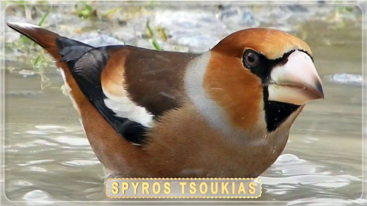 &Kappa;&omicron;&kappa;&kappa;&omicron;&theta;&rho;&alpha;ύ&sigma;&tau;&eta;&sigmaf; - &Kappa;&omicron;&kappa;&kappa;&omicron;&theta;&rho;&alpha;ύ&sigma;&tau;&eta;&sigmaf; &Kappa;&epsilon;&lambda;ά&eta;&delta;&eta;&mu;&alpha; - Hawfinch song