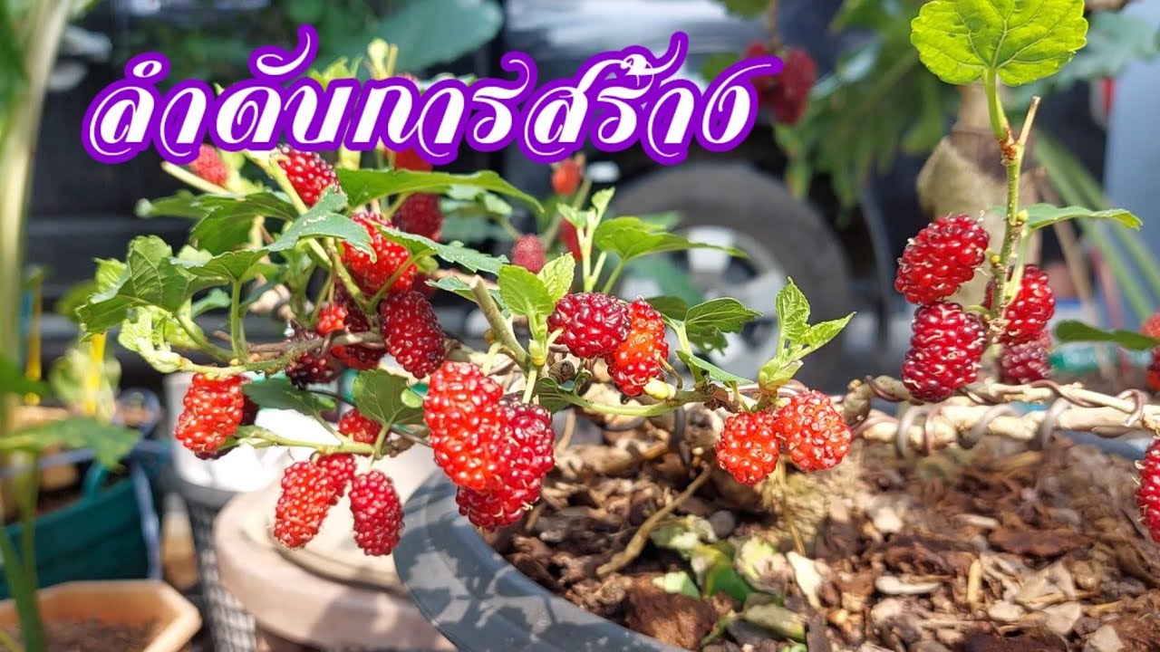 บอนไซ 💥ไม้ข้างสวนง่ายๆ นำเสนอให้เห็นภาพชัดเจนในการสร้างงานบอนไซ☘ต้นหม่อนหรือมัลเบอร์รี่