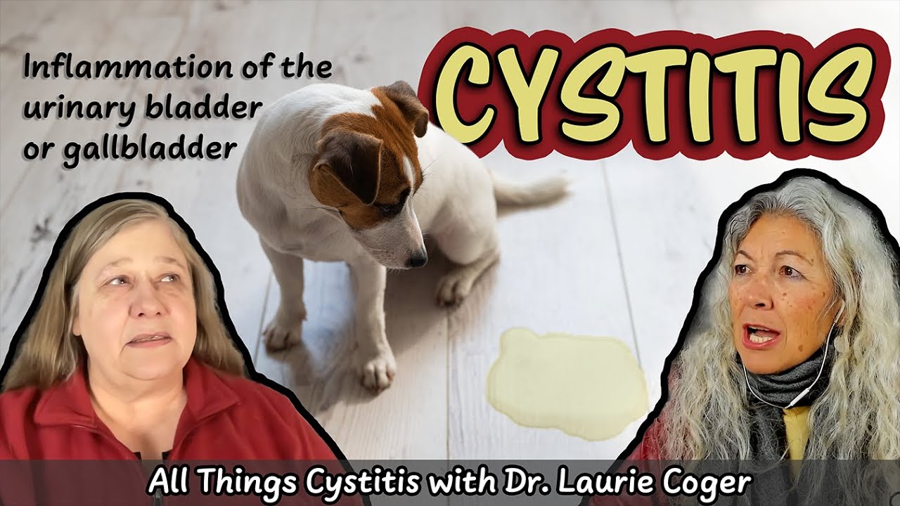 Inflammation of the Bladder: Cystitis with Dr. Laurie Coger