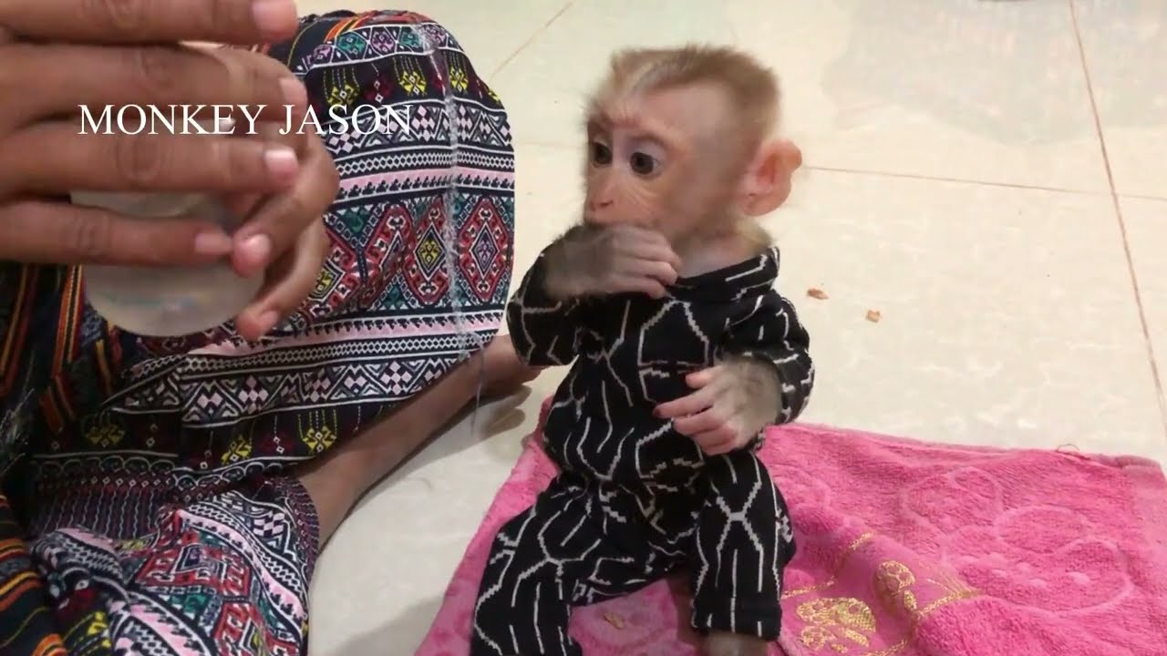 Baby Monkey Jason Delightful Gesture Wait To Drink Coconut Juice, Baby Jason Funny Reaction