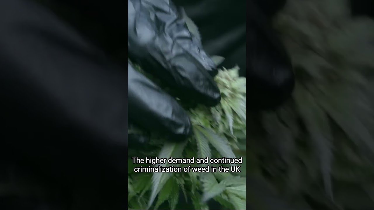 The Dark Side of Cannabis Cultivation in the UK